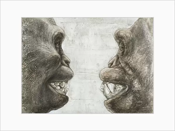 Australopithecus and chimpanzee teeth