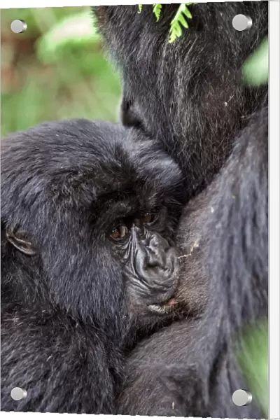 Mountain gorilla infant feeding