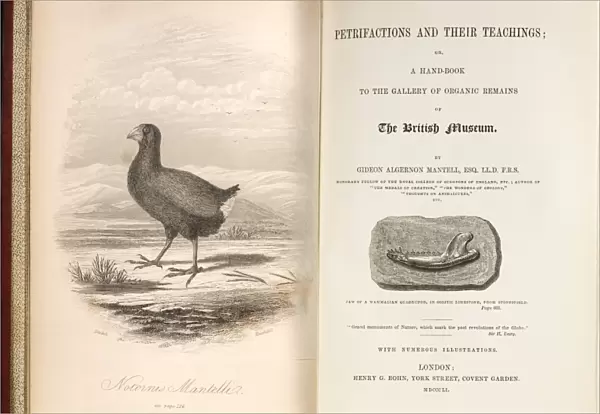 1851 Takahe Mantells Petrifactions book