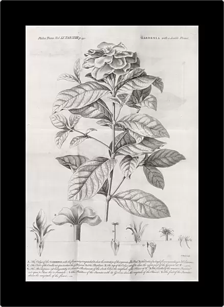 Gardenia plant, 18th century