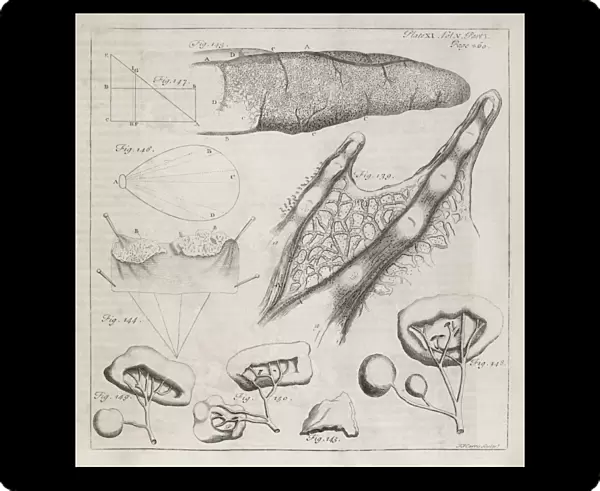 Science illustrations, 18th century