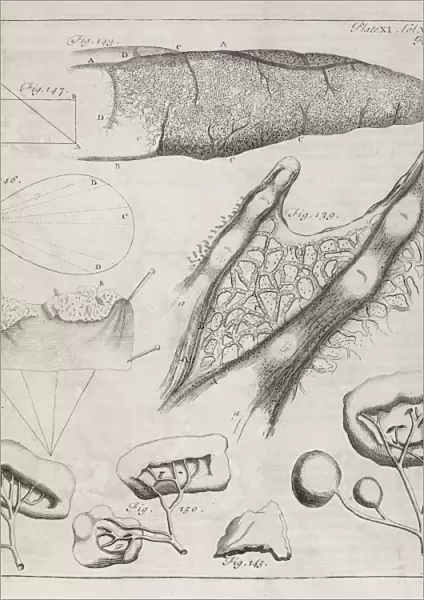 Science illustrations, 18th century
