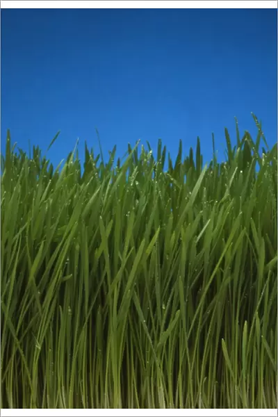 Organically grown wheat grass, Triticum sp