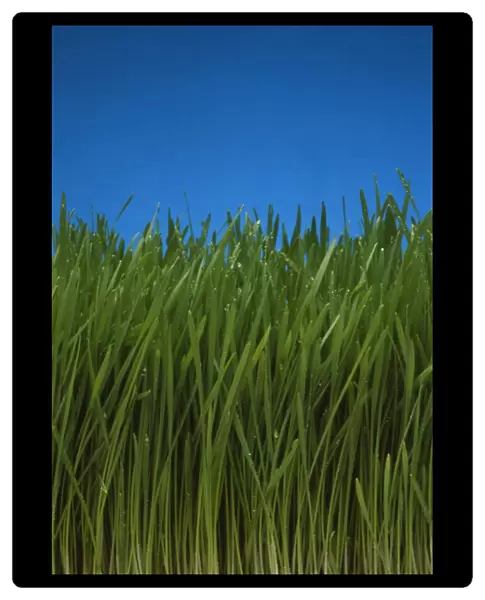 Organically grown wheat grass, Triticum sp