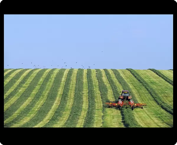 Tractor turning grass for silage