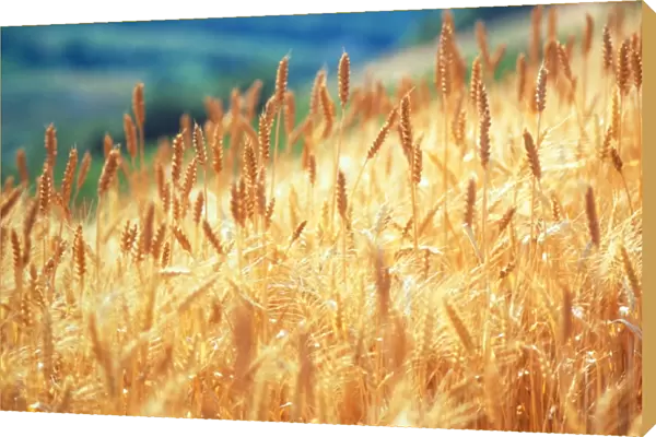 Field of organically-grown wheat (Triticum sp. )