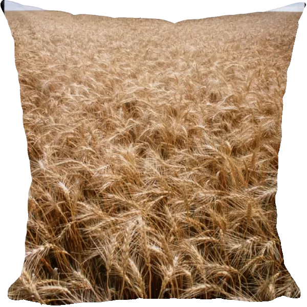 Wheat field. View of a field of wheat, (Triticum sp.)