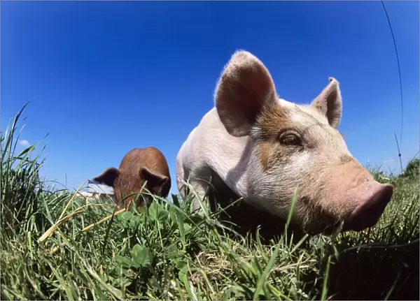 Piglet (Sus scrofa domestica) in a field