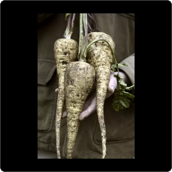 Organic parsnips