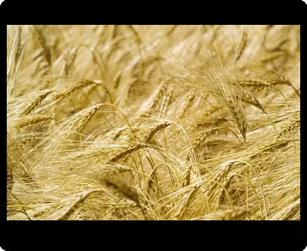 Wheat. Ears of wheat (Triticum sp.) growing in a field