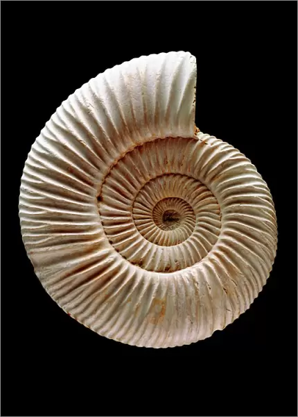 Ammonite fossil. Ammonites are extinct marine invertebrates