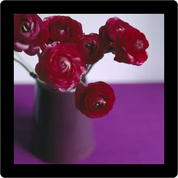 Ranunculus flowers in a vase