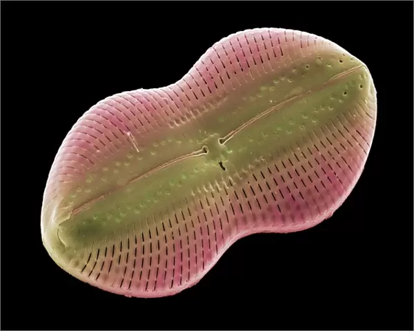 Diatom alga, SEM