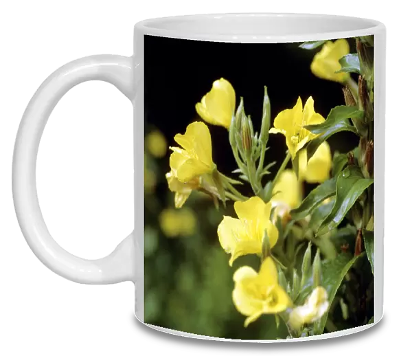 Evening primroses (Oenothera sp. )