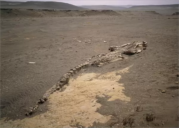 Fossilized skeleton of 9 metre whale, Peru