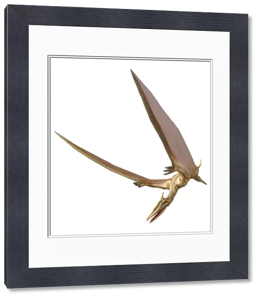 Pterosaur flying, computer artwork
