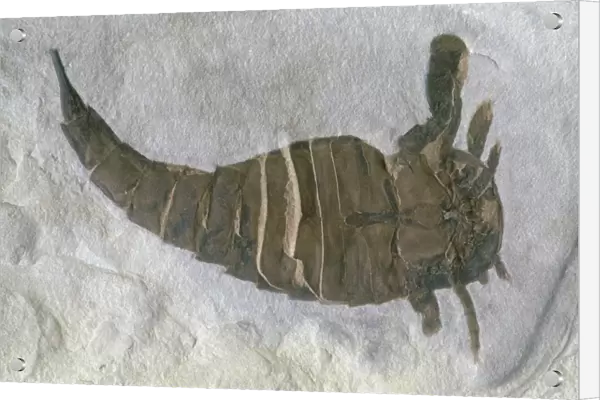 Fossil sea scorpion or Eurypterid