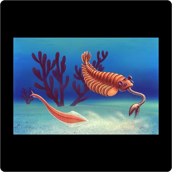 Cambrian animals, artwork