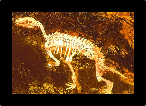 Enhanced image of a Camptosaurus dinosaur skeleton