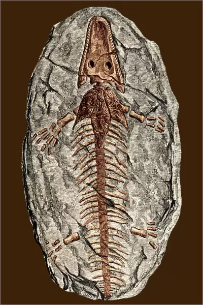 Archegosaurus decheni, amphibian fossil