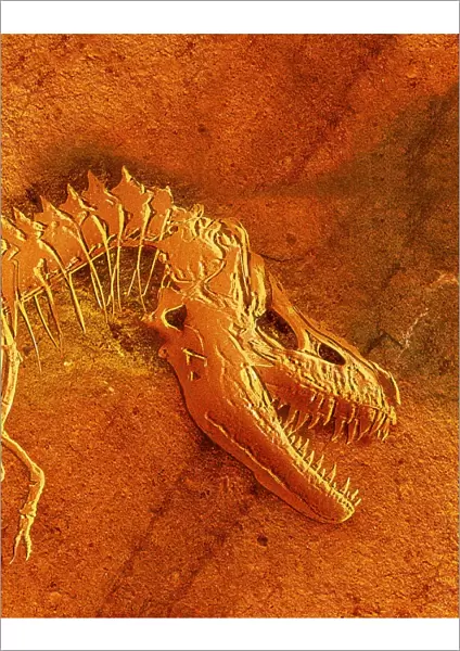 Fossil of Tarbosaurus bataar, head and neck