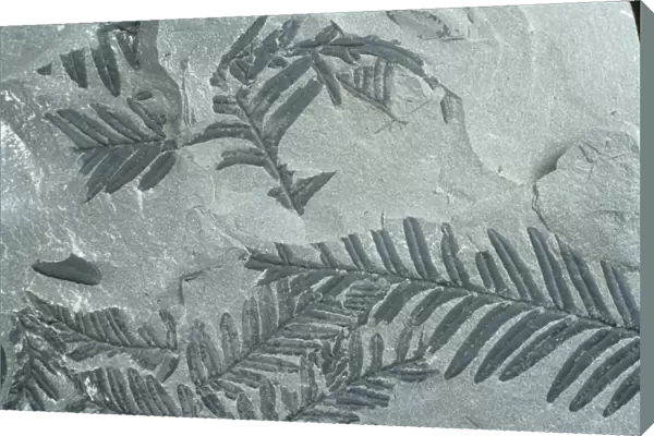 Fossil leaves of Alethorpteris lonchitidis