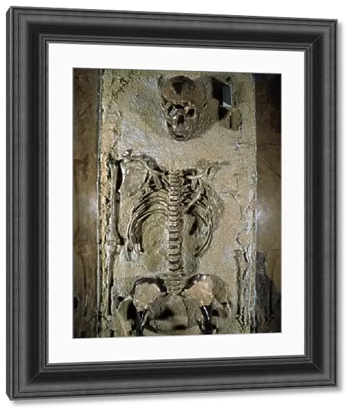 Fossilised skeleton of Homo erectus boy from Kenya