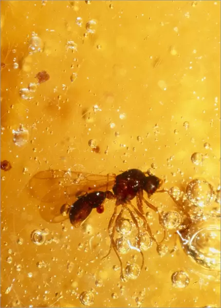 View of a fossilised hymenopteran in amber