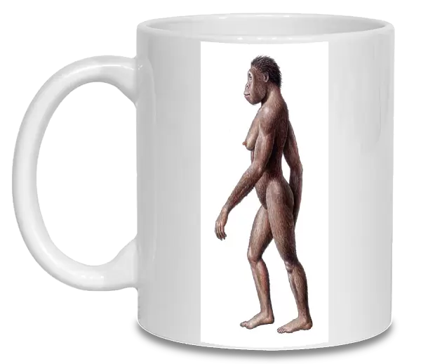 Female Australopithecus africanus