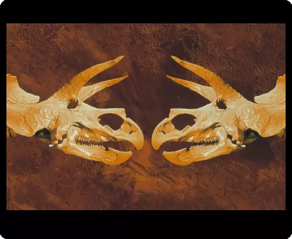 Enhanced image of Triceratops dinosaur skulls