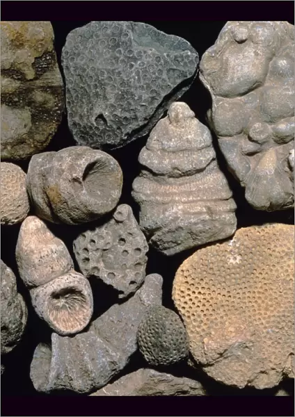 Assortment of fossils from the Silurian period