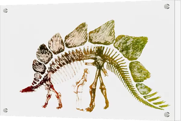 Coloured engraving of a Stegosaurus dinosaur