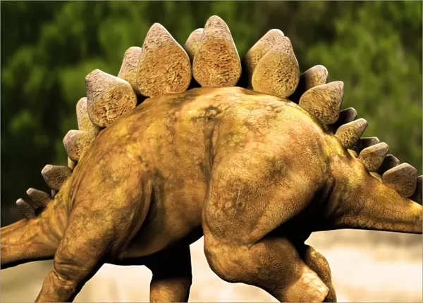 Stegosaurus dinosaur