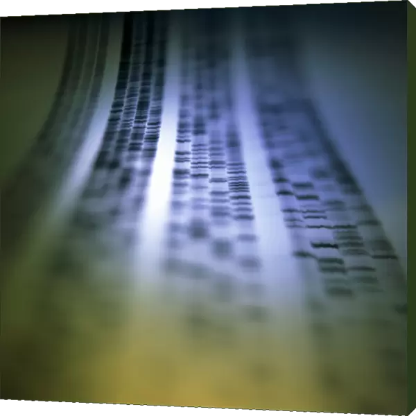 Autoradiogram showing a DNA fingerprint