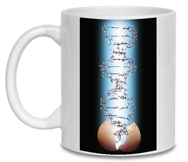 DNA molecule and eggshell