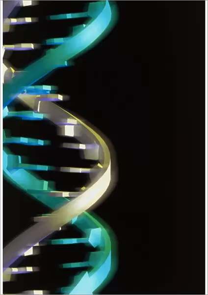 DNA helix. Computer artwork of part of a molecule of DNA (deoxyribonucleic acid)