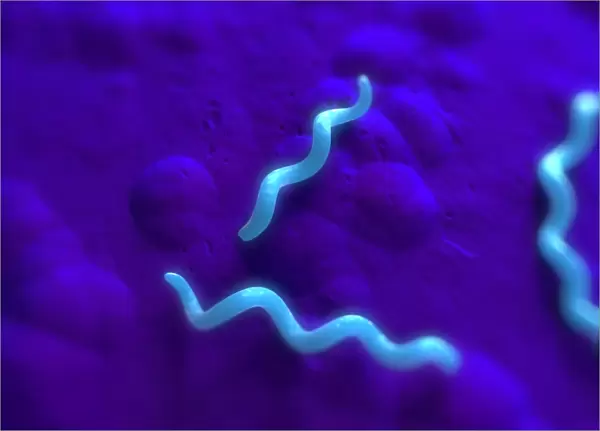 Spirillum bacteria, artwork