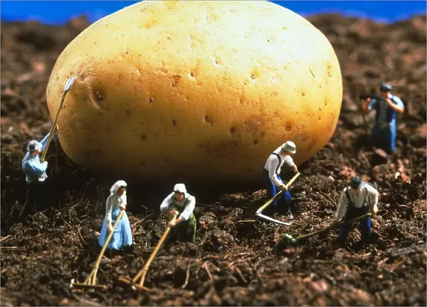 Conceptual image of genetically engineered potato