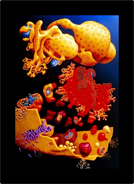 Artwork of ER, golgi body, plasma membrane of cell