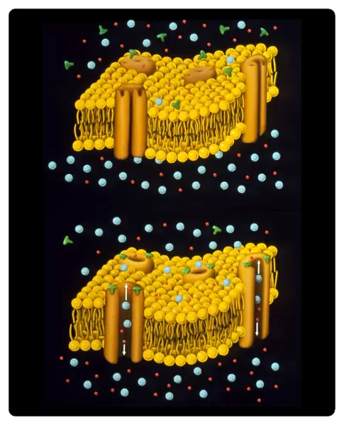 Illustration of ion chanels in plasma membrane