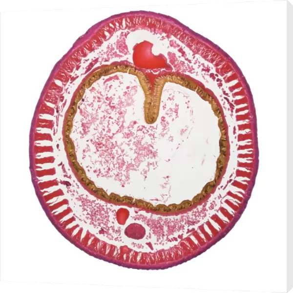 Earthworm gut, light micrograph