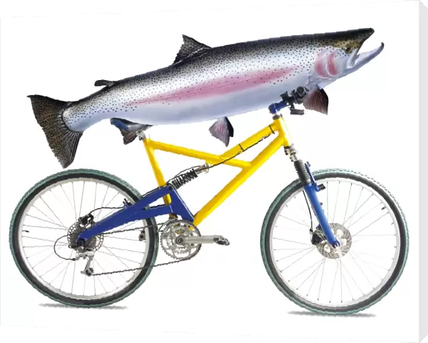 Fish on a bicycle