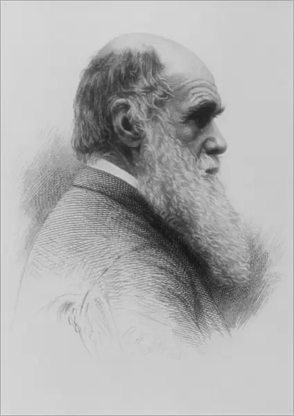 Stipple engraving of Charles Darwin as an old man