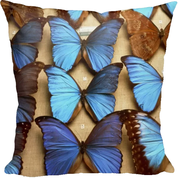 Museum exhibit of Morphidae family butterflies