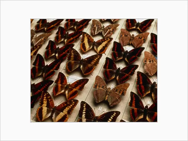 Museum exhibit of Charaxes sp. butterflies