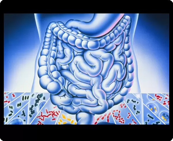 Artwork of digestive system and harmful bacteria