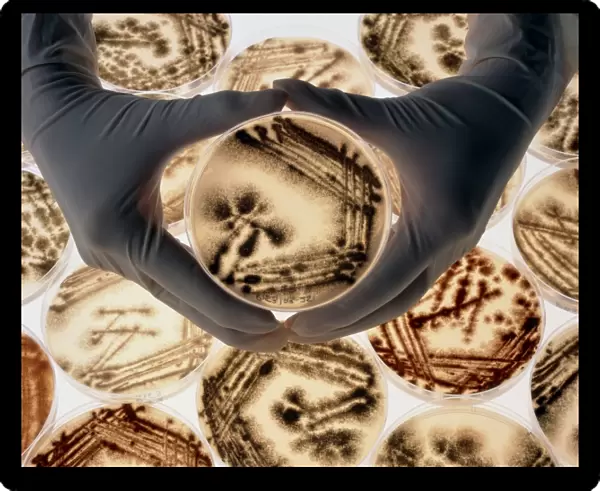 Hands with petri dishes with Aspergillus cultures