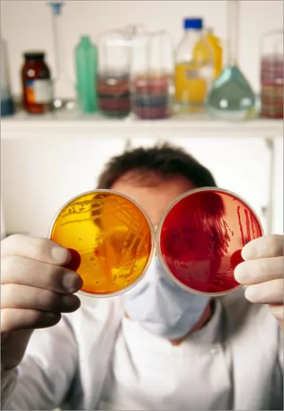 Technician with bacterial cultures in petri dishes