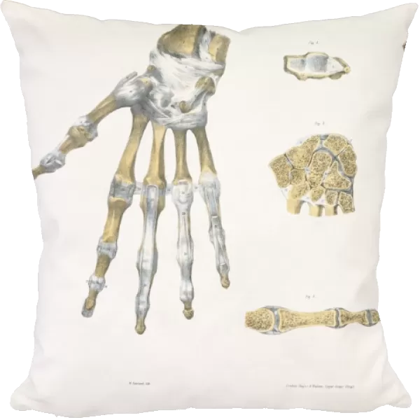 Hand bones and ligaments