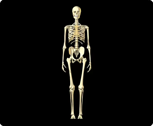 Female skeleton